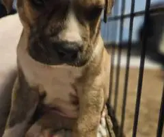 3 Pitbull puppies ready to go