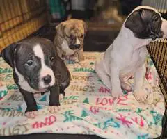 3 Pitbull puppies ready to go