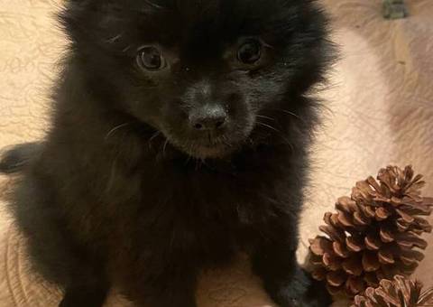 Sweet all black Pomeranian puppy