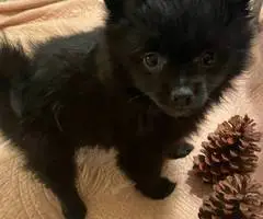 Sweet all black Pomeranian puppy