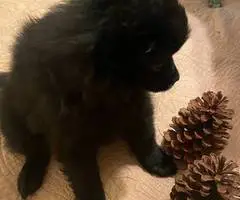 Sweet all black Pomeranian puppy