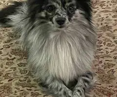 Sweet all black Pomeranian puppy