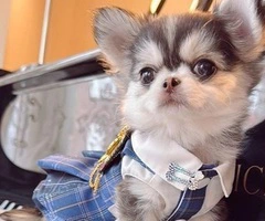 Mixed Husky chihuahua Puppy