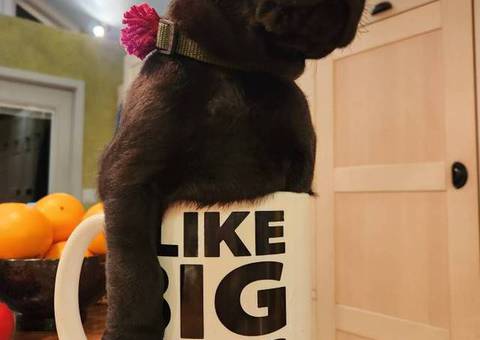 Black purebred Lab puppies ready for Christmas