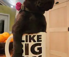 Black purebred Lab puppies ready for Christmas