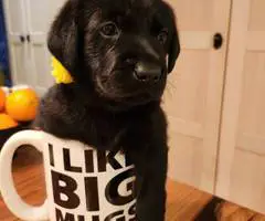 Black purebred Lab puppies ready for Christmas
