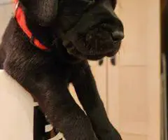Black purebred Lab puppies ready for Christmas