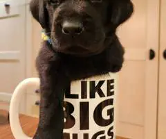 Black purebred Lab puppies ready for Christmas