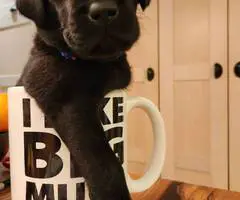 Black purebred Lab puppies ready for Christmas