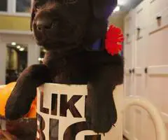 Black purebred Lab puppies ready for Christmas