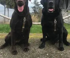Black purebred Lab puppies ready for Christmas