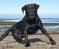 Black purebred Lab puppies ready for Christmas