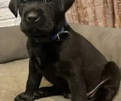 Black purebred Lab puppies ready for Christmas