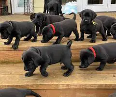 Black purebred Lab puppies ready for Christmas