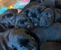 Black purebred Lab puppies ready for Christmas