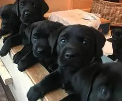 Black purebred Lab puppies ready for Christmas