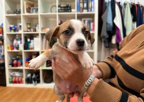 Beagle-Pit puppies