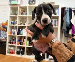 Beagle-Pit puppies