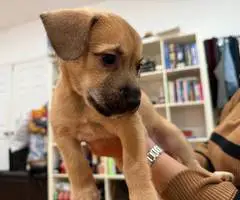 Beagle-Pit puppies