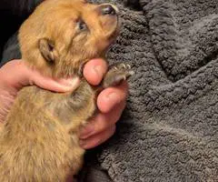 Christmas Pomchi puppies