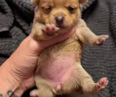 Christmas Pomchi puppies