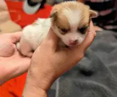 Christmas Pomchi puppies