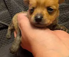 Christmas Pomchi puppies