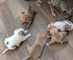 Christmas Pomchi puppies