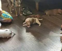 Christmas Pomchi puppies