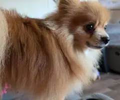Christmas Pomchi puppies