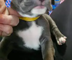 6 Beautiful Pit bull puppies