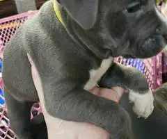 6 Beautiful Pit bull puppies