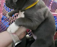 6 Beautiful Pit bull puppies