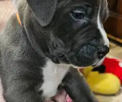 6 Beautiful Pit bull puppies