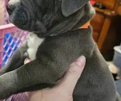 6 Beautiful Pit bull puppies