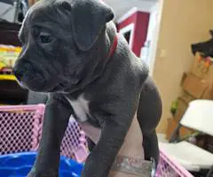 6 Beautiful Pit bull puppies