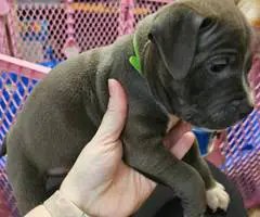 6 Beautiful Pit bull puppies