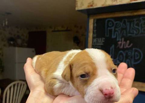 Staffordshire Terrier puppies for sale
