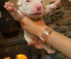 Staffordshire Terrier puppies for sale
