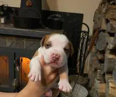 Staffordshire Terrier puppies for sale