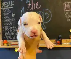 Staffordshire Terrier puppies for sale