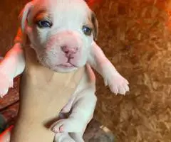 Staffordshire Terrier puppies for sale
