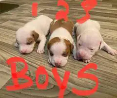 Staffordshire Terrier puppies for sale