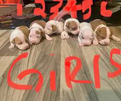 Staffordshire Terrier puppies for sale