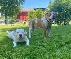 Staffordshire Terrier puppies for sale