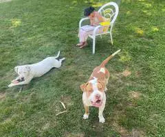 Staffordshire Terrier puppies for sale