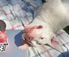 Staffordshire Terrier puppies for sale