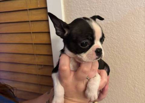 3 Boston Terrier puppies for sale