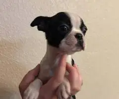 3 Boston Terrier puppies for sale