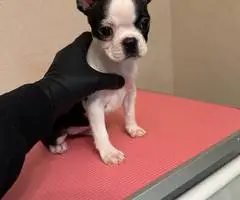 3 Boston Terrier puppies for sale